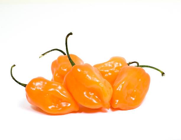 Chile habanero