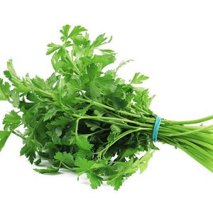 Cilantro