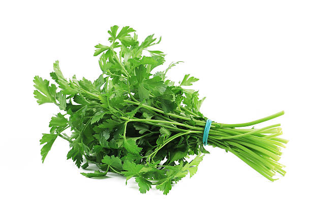Cilantro